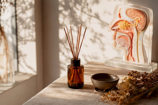 Anatomical nose model with diffuser in home setting